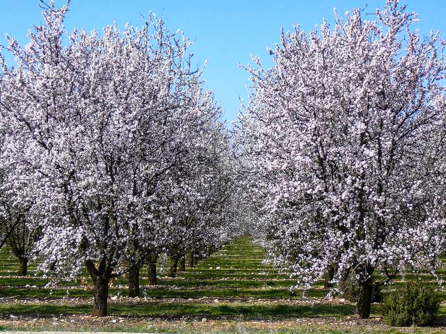 Photo amandiers en fleur